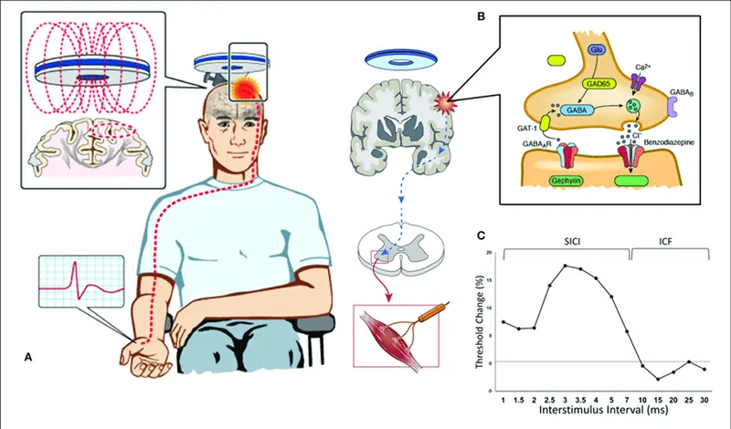 Paired pulse threshold tracking transcranial magnetic stimulation TMS A TMS coil