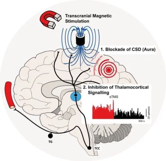 Magnetic coil positioned over the brain for TMS neuropsychiatric therapy